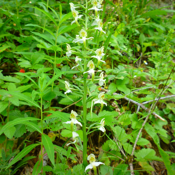 5-platanthera chlorantha